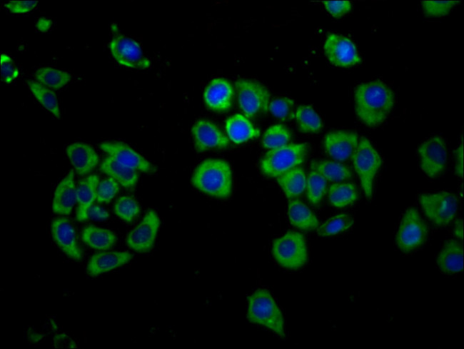 FICD Antibody in Immunocytochemistry (ICC/IF)