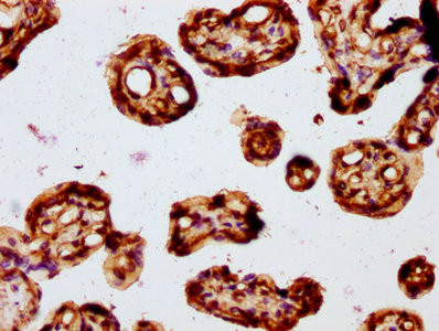 FZD3 Antibody in Immunohistochemistry (Paraffin) (IHC (P))