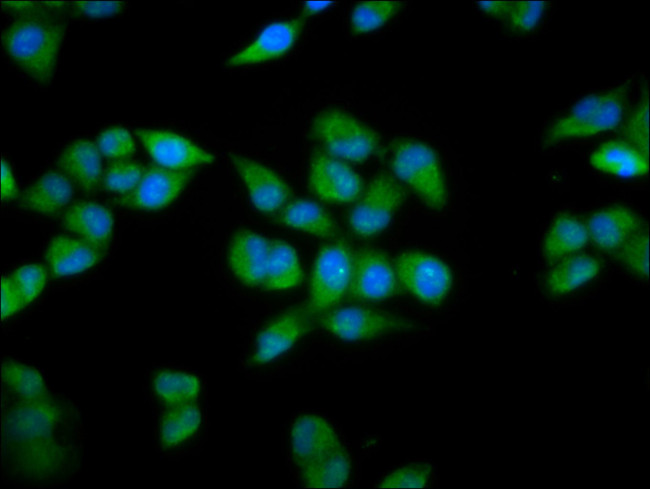 PRDM11 Antibody in Immunocytochemistry (ICC/IF)