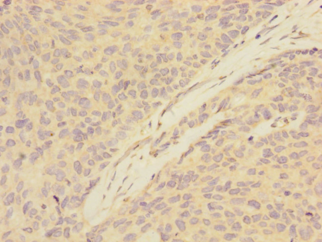 ATXN10 Antibody in Immunohistochemistry (Paraffin) (IHC (P))