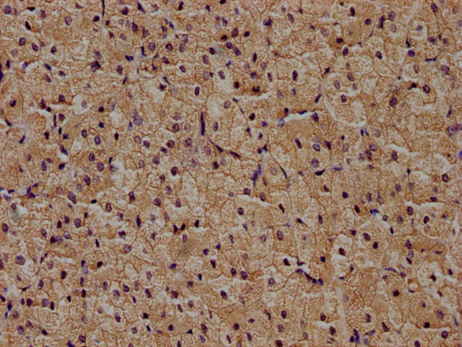 ZRANB1 Antibody in Immunohistochemistry (Paraffin) (IHC (P))