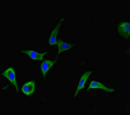 DHX33 Antibody in Immunocytochemistry (ICC/IF)
