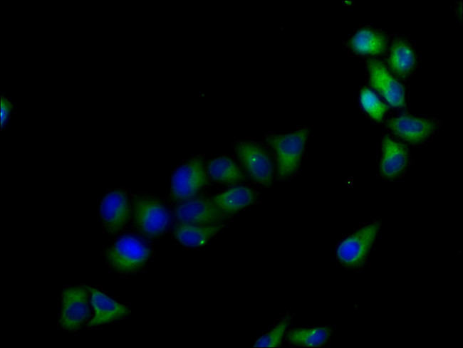 LRTM1 Antibody in Immunocytochemistry (ICC/IF)