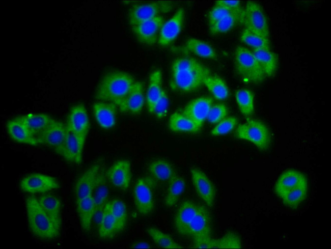 C20orf3 Antibody in Immunocytochemistry (ICC/IF)