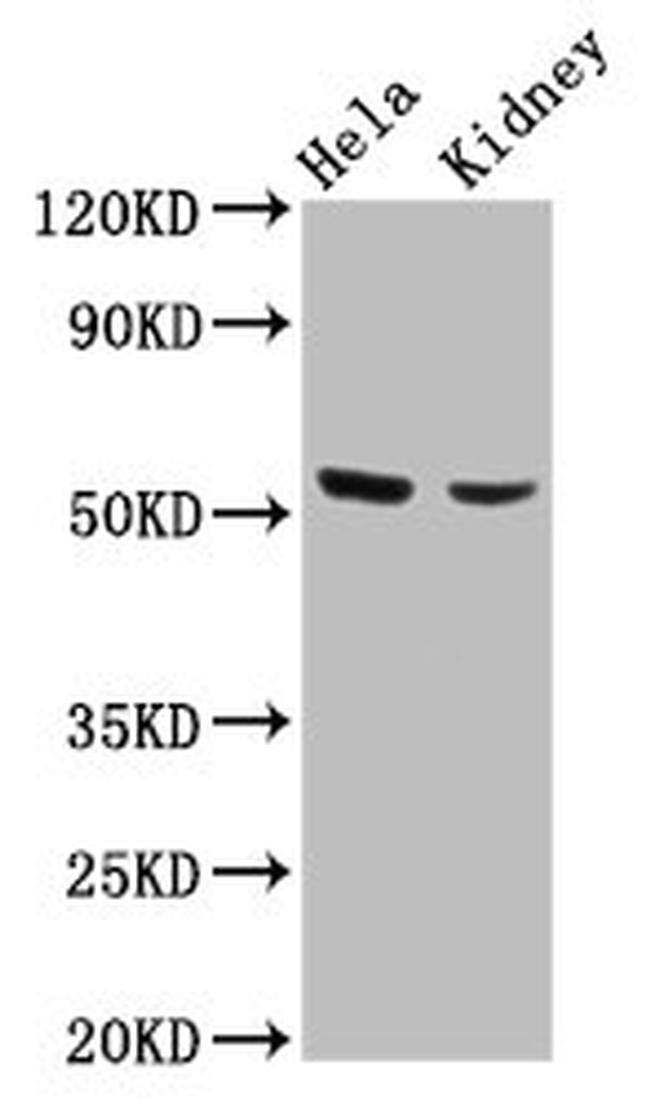 POLK Antibody in Western Blot (WB)