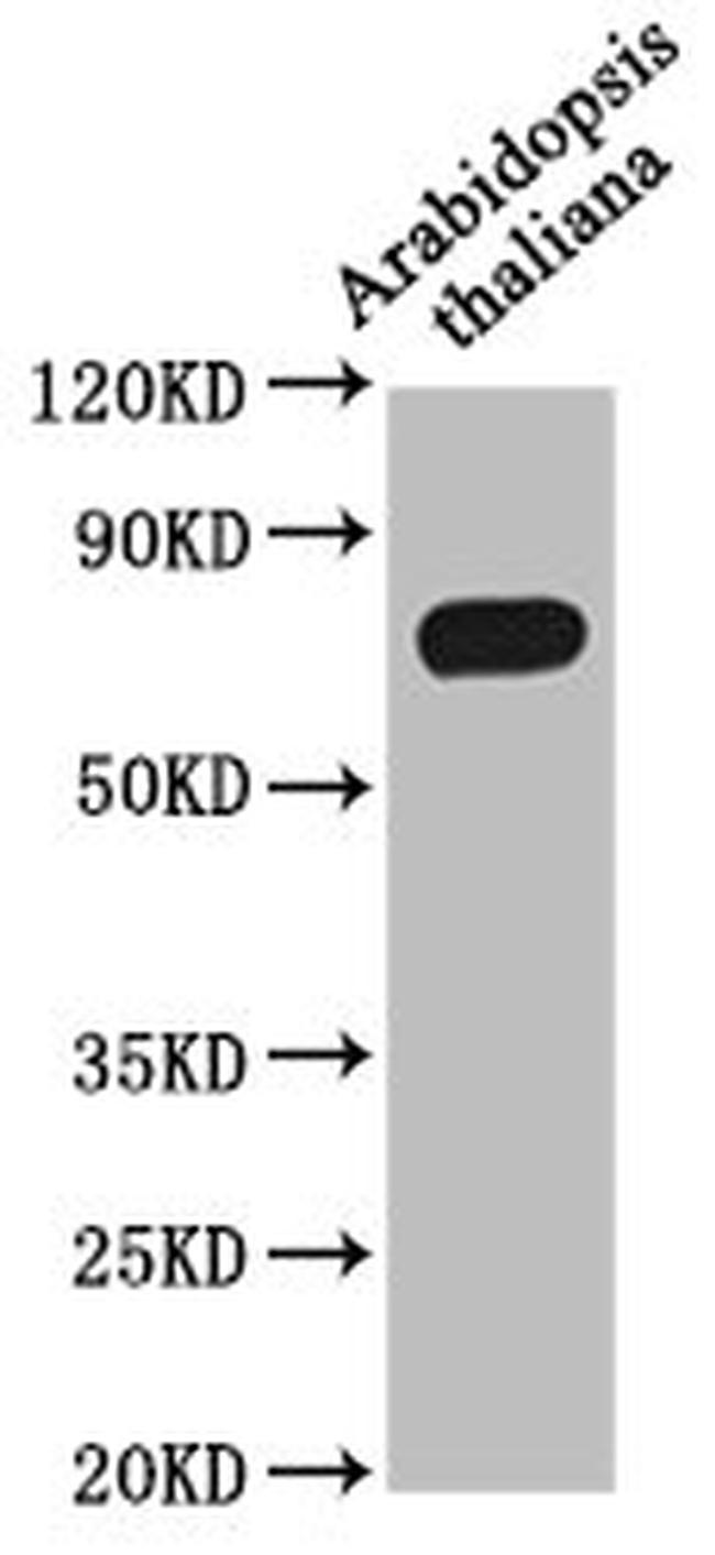 MED37A Antibody in Western Blot (WB)