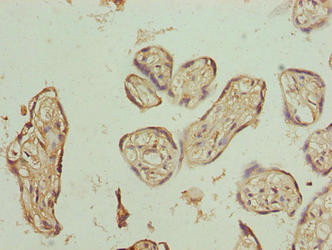 PLCXD1 Antibody in Immunohistochemistry (Paraffin) (IHC (P))
