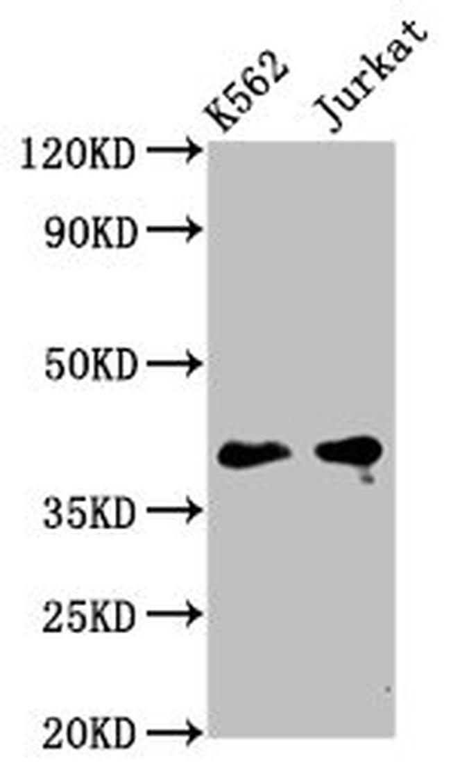 PURG Antibody in Western Blot (WB)