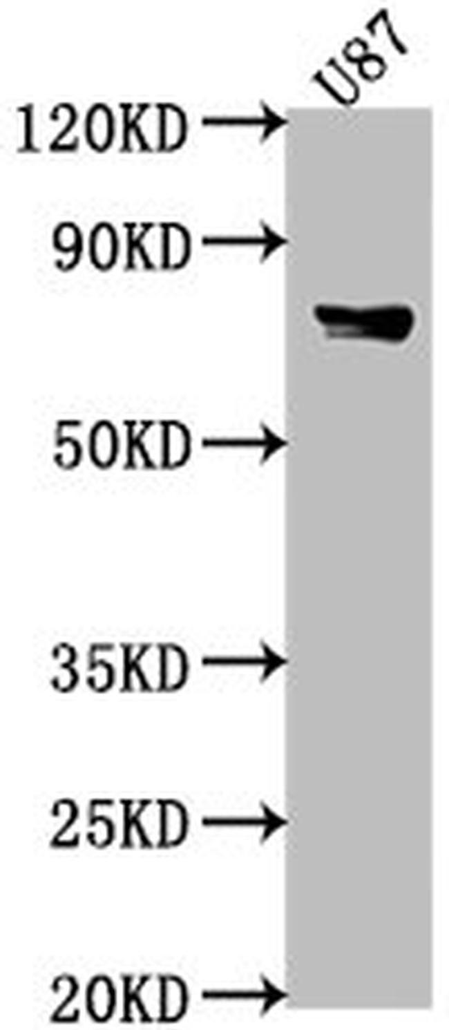 F1A alpha Antibody in Western Blot (WB)