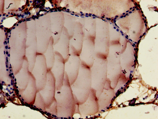Contactin 6 Antibody in Immunohistochemistry (Paraffin) (IHC (P))