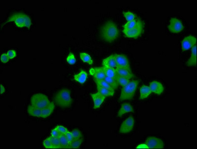 EBP1 Antibody in Immunocytochemistry (ICC/IF)