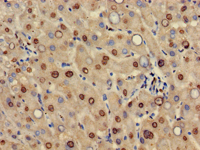HIF3A Antibody in Immunohistochemistry (Paraffin) (IHC (P))