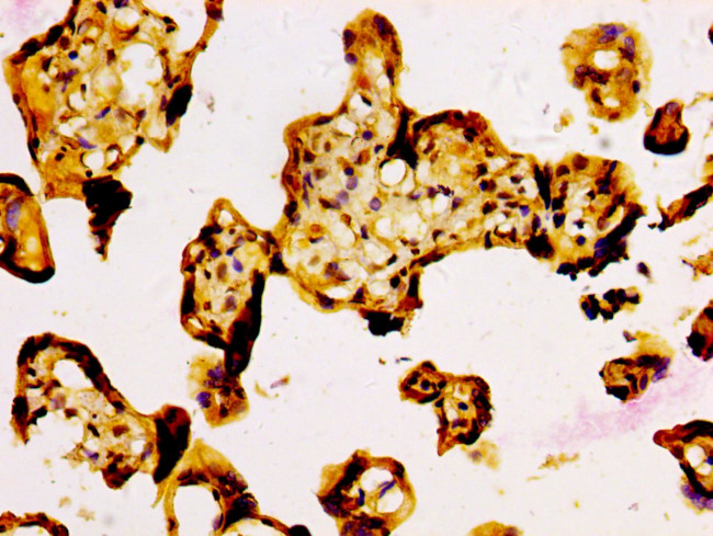 NFE2L3 Antibody in Immunohistochemistry (Paraffin) (IHC (P))