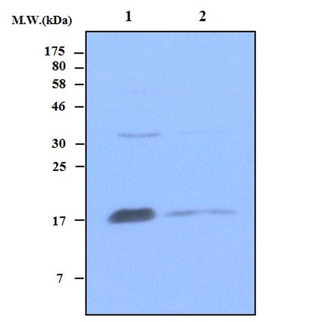 DksA Antibody in Western Blot (WB)
