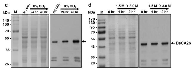 dsCA2b Antibody in Western Blot (WB)
