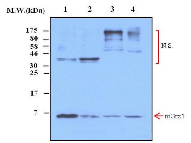 GLRX Antibody in Western Blot (WB)