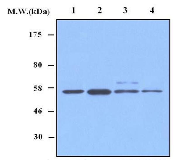TrxR1/TrxR2 Antibody in Western Blot (WB)