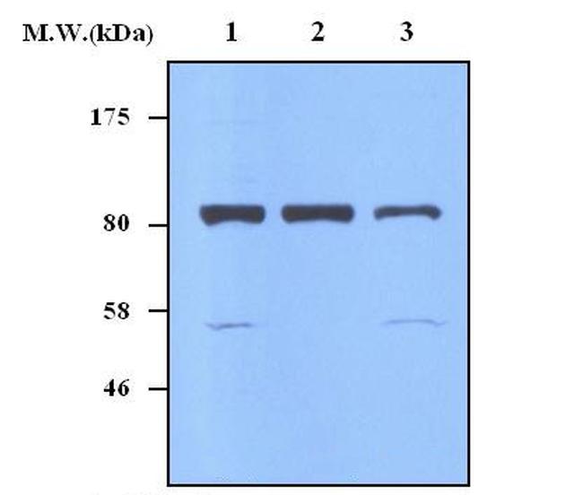 NOC2L Antibody in Western Blot (WB)