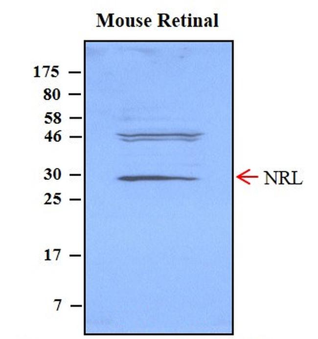 NRL Antibody in Western Blot (WB)