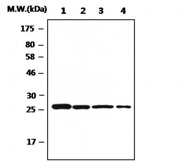 PRDX6 Antibody in Western Blot (WB)