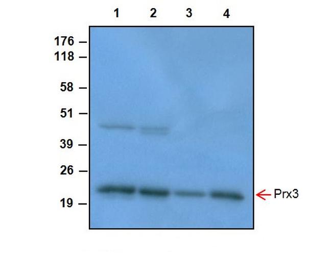 PRDX3 Antibody in Western Blot (WB)