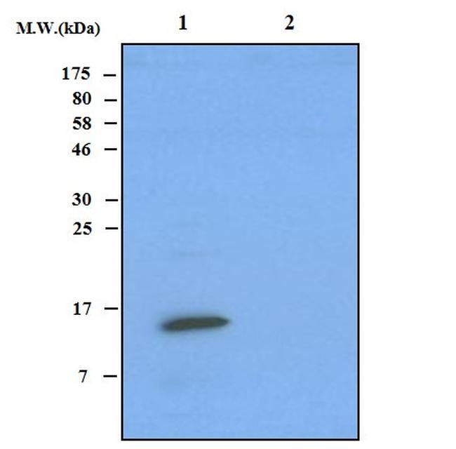 RPL11/Ribosomal Protein 11 Antibody in Western Blot (WB)