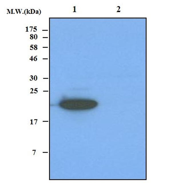 FeSOD Antibody in Western Blot (WB)