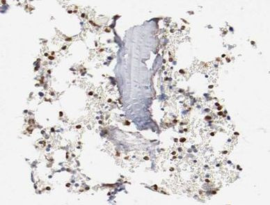 C/EBP epsilon Antibody in Immunohistochemistry (Paraffin) (IHC (P))