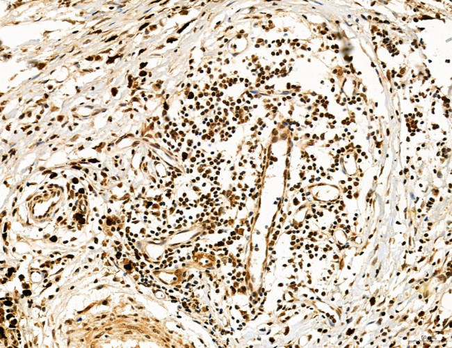 Cyclin A Antibody in Immunohistochemistry (Paraffin) (IHC (P))