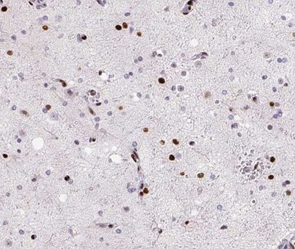 MED14 Antibody in Immunohistochemistry (Paraffin) (IHC (P))