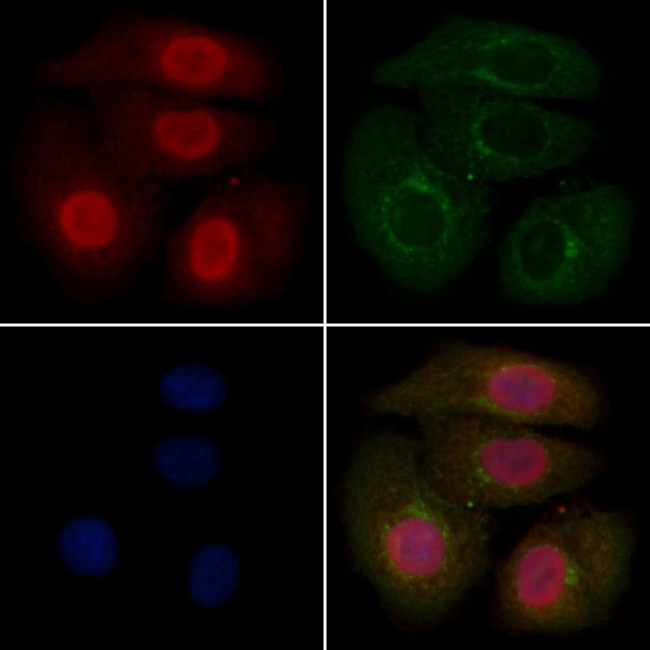 DCLK3 Antibody in Immunocytochemistry (ICC/IF)