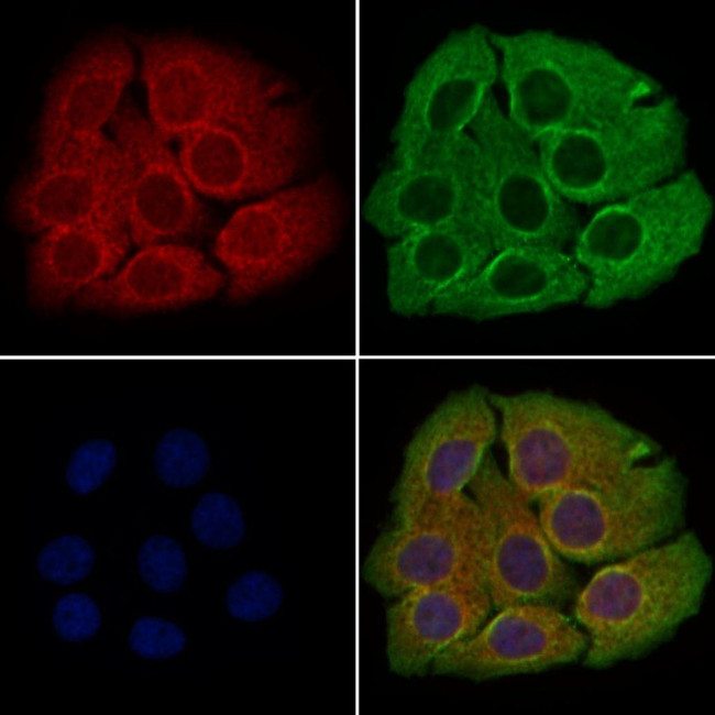 C1orf57 Antibody in Immunocytochemistry (ICC/IF)