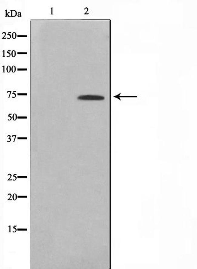 ELF1 Antibody in Western Blot (WB)