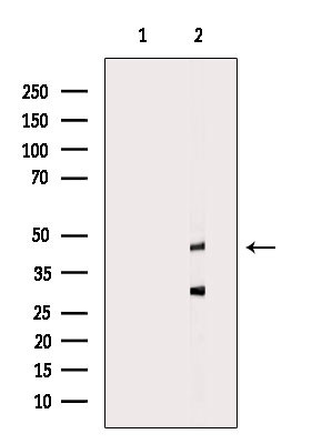 PFTK2 Antibody in Western Blot (WB)