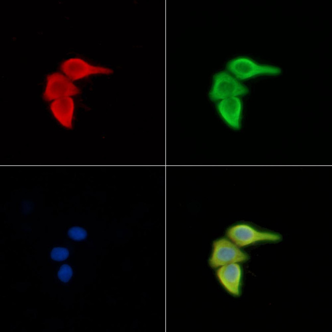 ERGIC3 Antibody in Immunocytochemistry (ICC/IF)