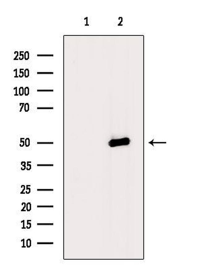 Phospho-HDAC3 (Ser424) Antibody in Western Blot (WB)