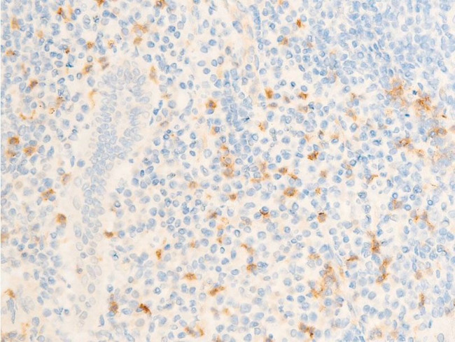 Phospho-ICAM-1 (Tyr512) Antibody in Immunohistochemistry (Paraffin) (IHC (P))