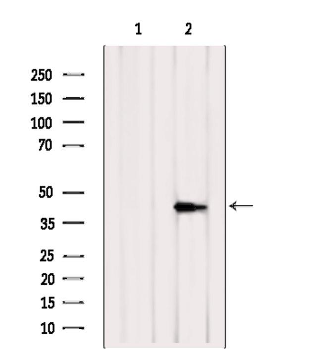 GPR10 Antibody in Western Blot (WB)