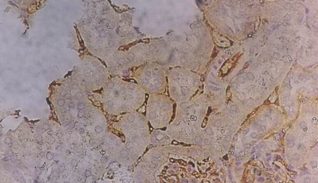 Elastin Antibody in Immunohistochemistry (Paraffin) (IHC (P))