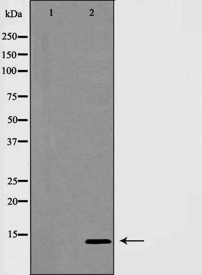 INSL3 Antibody in Western Blot (WB)