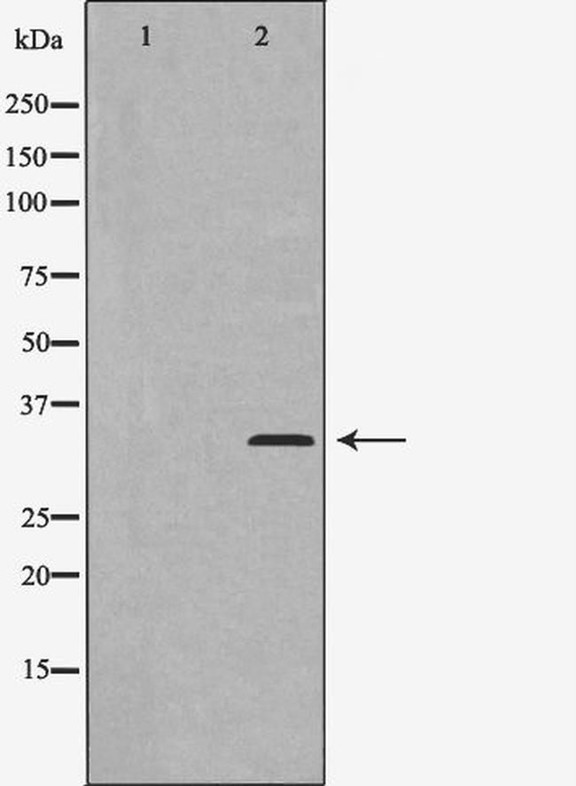Cyclin C Antibody in Western Blot (WB)