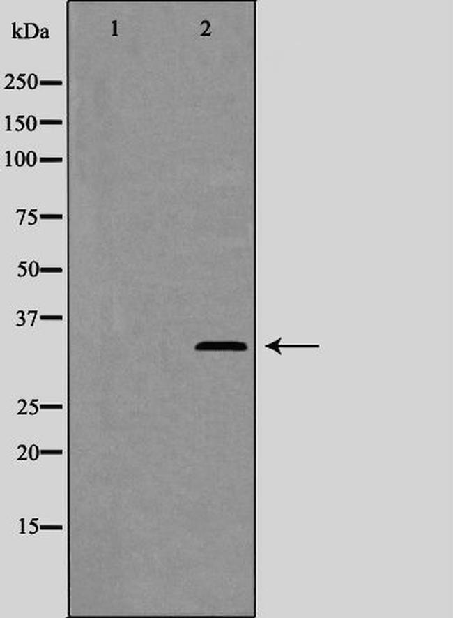 Phospho-Cyclin C (Ser275) Antibody in Western Blot (WB)