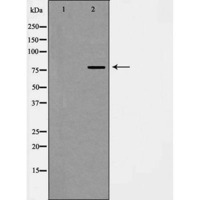 Phospho-DAXX (Ser668) Antibody in Western Blot (WB)