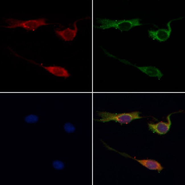 HTR1A Antibody in Immunocytochemistry (ICC/IF)