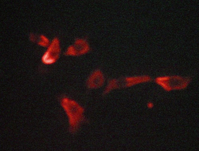 GLUT3 Antibody in Immunocytochemistry (ICC/IF)