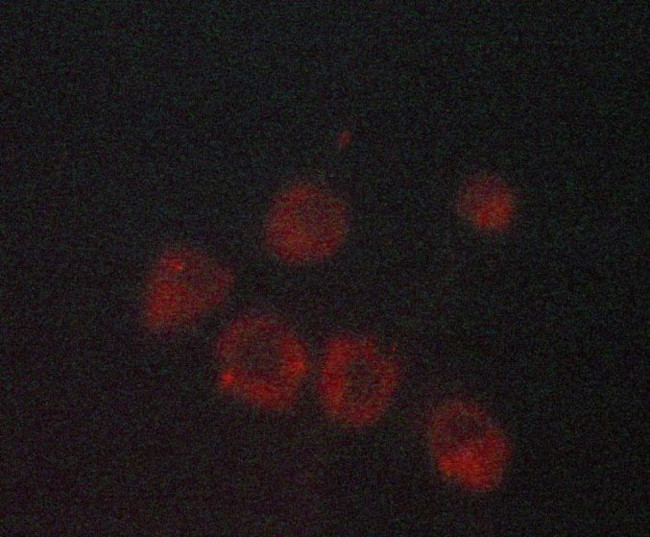 CDKN2B Antibody in Immunocytochemistry (ICC/IF)