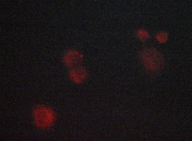 JNK1/JNK2/JNK3 Antibody in Immunocytochemistry (ICC/IF)