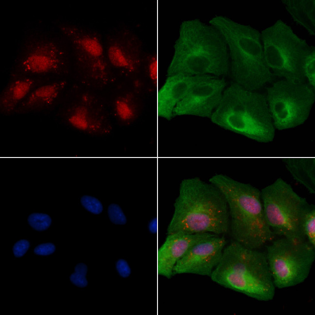 SMAD2/SMAD3 Antibody in Immunocytochemistry (ICC/IF)