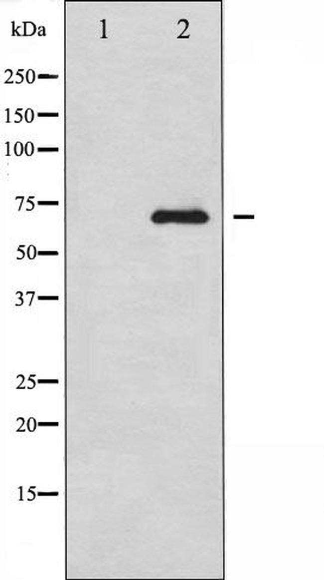 RelB Antibody in Western Blot (WB)