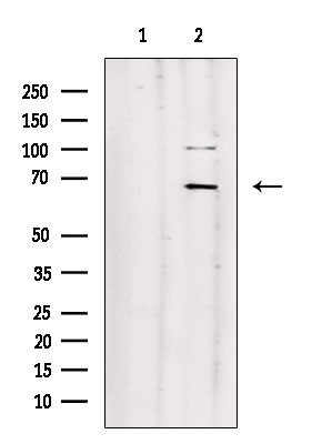 AIFM3 Antibody in Western Blot (WB)